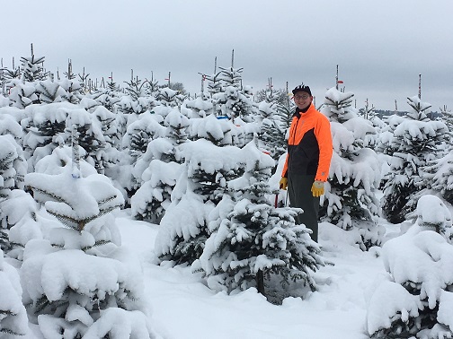 Weihnachtsbaumhof Tacke - Hier können Sie Ihren Weihnachtsbaum selber sägen