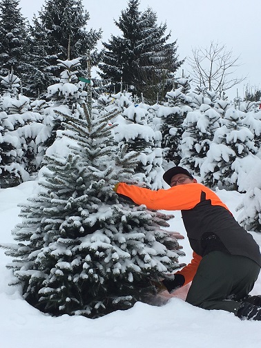 Weihnachtsbaumhof Tacke - Hier können Sie Ihren Weihnachtsbaum selber sägen